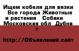 Ищем кобеля для вязки - Все города Животные и растения » Собаки   . Московская обл.,Дубна г.